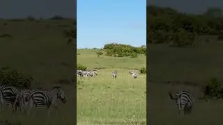 The Elegance of Zebras in the Wild | Safari Travel