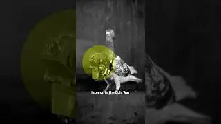 Почему ЦРУ использовало голубей в... РАКЕТАХ?!