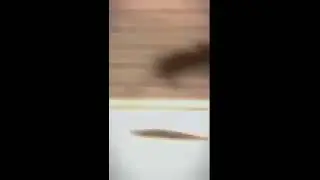rat