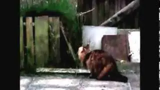 The Muppet Chasing Monsters in the Garden Canon Slo-Mo