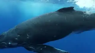 Climate Change & Marine Animals: Rising Risks, Shrinking Futures