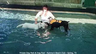 These sisters came to Rummy's because #Doberman Daisy is #scaredofwater and #Siberianhusky Milly