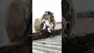 #funny #comedy #memes #monkeysr #monkey #monkeychallenge #funnymonkey #cute