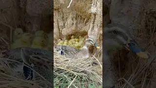 hatching cute many duckling #duck #nest #ducklings