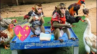 Great Animals Family - Cute Baby Monkeys, Bird, Duck And Chicken love each other, Happy Life Animals