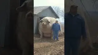 big pig #pig #shortsfeed #viral