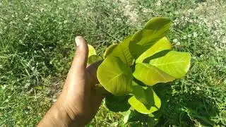 CAJUEIRO ENCHERTADO,Dicas de manejo, poda da floração🌳💐