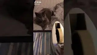 Cat gags with Tape sound 😂😂