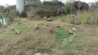 Jungle trial
