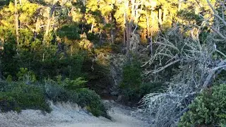The Sound of Pacific Tree Frogs