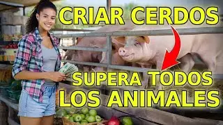 Cr&iacute;ar Cerdos es el NEGOCIO M&Aacute;S RENTABLE y Supera a Todos los Animales