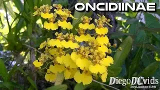 Oncidium species (Oncidiinae) Orqu&iacute;dea Chuva-de-Ouro