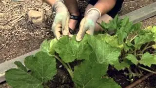 Squash Bug Management