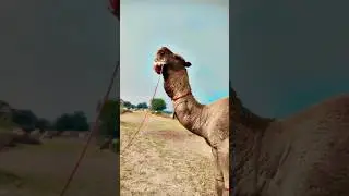 Camel Voice #shortsvideo #shortsviral #shorts #shortvideo  #نادي_الإبل #camels #shortsyoutube #جمل