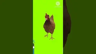 hen green screen background - copyright free #shorts #greenscreen  #hengreenscreen
