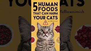 Cat food | Can cats get food poisoning #cat #cats #kitten @meowfelinemoments