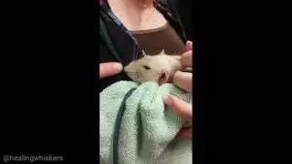 Oliver the Therapy Rat - Berry College De-stress 2/23/17