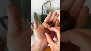 вырасти дуб из желудя! 🐿️🌳 #сделайсам #растения #как #жёлудь #дуб