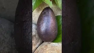 Special fruit -bid you eat #garden #fruit #shorts #satisfying #short #shortvideo
