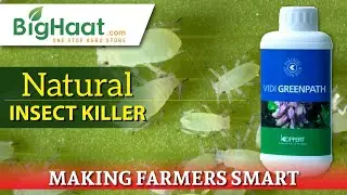 Effective Natural Insect Killer | BigHaat
