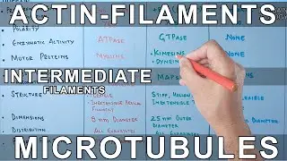 Microfilaments vs Microtubules vs Intermediate Filaments