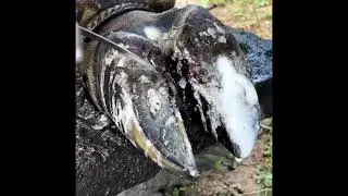 Professional Treatment to Help a Cow Walk Again