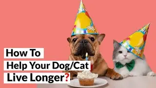 Help Your Pet Live Longer By Doing These 11 Things!