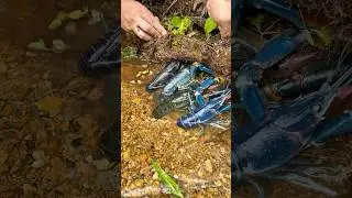 Siapa sangka di balik lumut banyak udang lobster biru 😱 #lobster #udang #sungai #shorts