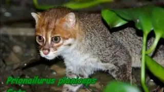 Prionailurus planiceps (gato de cabeza plana)