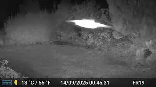 Bat Video Only Edit GardePro A3 Trail Camera 6 of 12 FR19 C&ocirc;tes d'Armor, Brittany, France