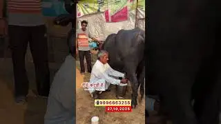 c#cow # cost #jaaackjack #sad