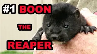 #1 Baby Boon: The Beginning of a Legend!
