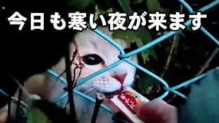 のらねこは冬も過酷: 1つまた消えた命: ボスねこシロちゃんの訴え