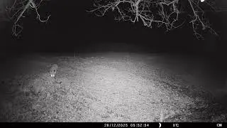 Usogood TC30 Night Trail Cam - Badger and fox