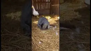 Cat Battles Weasel to Protect Ducklings! #weasel #cat #duck #animalrescue