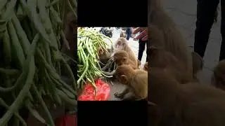 feeding yardlong bean #feedinganimal
