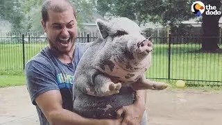 Hurricane Harvey Pig Rescue: Family Refuses to Leave Pig Behind | The Dodo