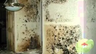 What Does Mold Need to Grow in Santa Ana CA