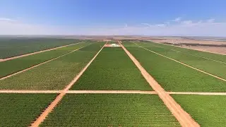 For Sale | One of the Largest & Most Innovative Table Grape Enterprises in Australia, Talia Farms SA