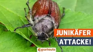 Junik&auml;fer: Warum sie im Sommer scheinbar ziellos umherfliegen