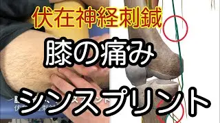 伏在神経刺鍼、膝の内側の痛み、シンスプリント｜膝の痛みのはり治療