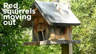 Red squirrels moving day - Wildlife moments - Relaxing Nature - Cat and Dog TV