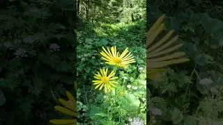 Iarba Mare(Inula helenium).#naturesounds #flowers