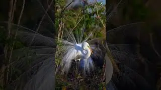 The great egret, also known as the common egret, large egret, great white egret, great white heron