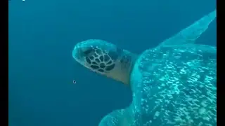 World Turtle Day Celebration