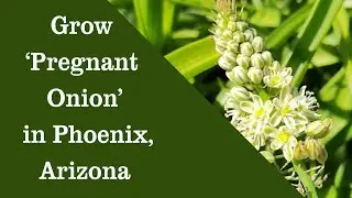 Grow Albuca bracteata Pregnant Onion, False Sea Onion, Ornithogalum caudatum, in Phoenix Arizona