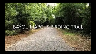 Hiking the Bayou Marcus Birding Trail