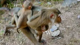 The Longest Minute: Lynx&rsquo;s Panic When He Realizes Luna Is Gone