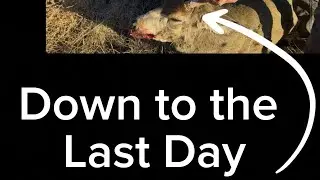 Colorado Mule Deer Trophy Hunt 2025