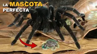 Rana y Tarántula: La Relación MUTUALISTA entre una Tarántula Gigante y una RANA 🕷️🤝🐸